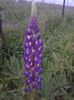 lupin