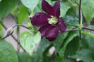 Etoille Violettes