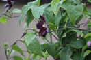 Ettoile Violettes