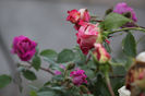 IMG_3483