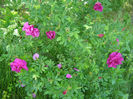 P1019104