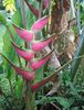 HELICONIA EDEN PINK