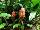 Zingiber ottensii
