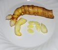 CURCUMA MANGGA