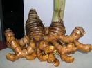 CURCUMA AERUGINOSA