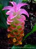 Curcuma cordata