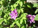 clematis