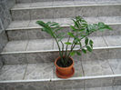 zamioculcas 20 lei