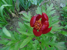 paeonia peregrina