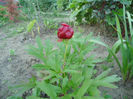 paeonia peregrina