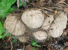 DIOSCOREA HISPIDA