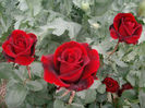 Hommage a Barbara