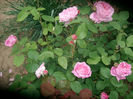 Mary Rose