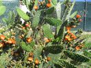 opuntia f. indica fructe noi