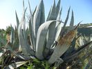 agave americana mare