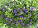 solanum