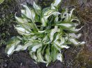 hosta
