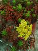 Sedum rubrotinctum