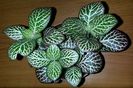 Fittonia verde inchis cu roz