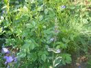 salvia Icterina