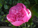 Peony. Bujor (2014, May 13)
