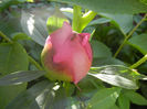 Peony. Bujor (2014, May 13)