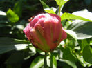 Peony. Bujor (2014, May 13)