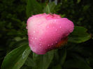Peony. Bujor (2014, May 16)