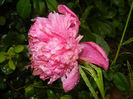 Peony. Bujor (2014, May 16)