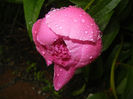 Peony. Bujor (2014, May 16)