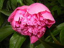 Peony. Bujor (2014, May 16)