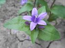 campanula glomerata