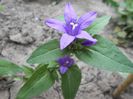 campanula glomerata