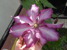 clematis Betty Risdon