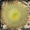 notocactus graessnerii