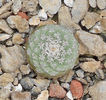 strombocactus disciformis,