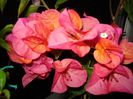DSC08669