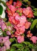 DSC08670