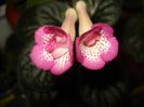 DSC08679