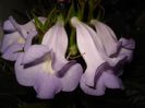DSC08681