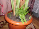 Feriga pitica