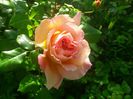 abraham darby