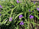 tradescantia andersoniana 1