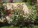 DSC00339