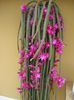 aporocactus (1)