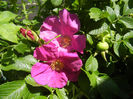 Rosa rugosa (2014, May 13)