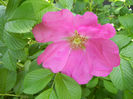 Rosa rugosa (2014, May 13)