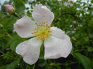 Rosa canina_Dog Rose (2014, May 16)