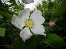 Rosa canina_Dog Rose (2014, May 16)