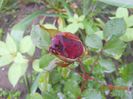 DSCN5115